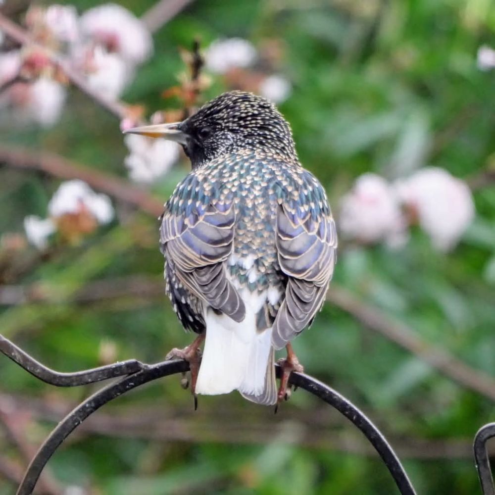 A leucistic Starling with a white tail