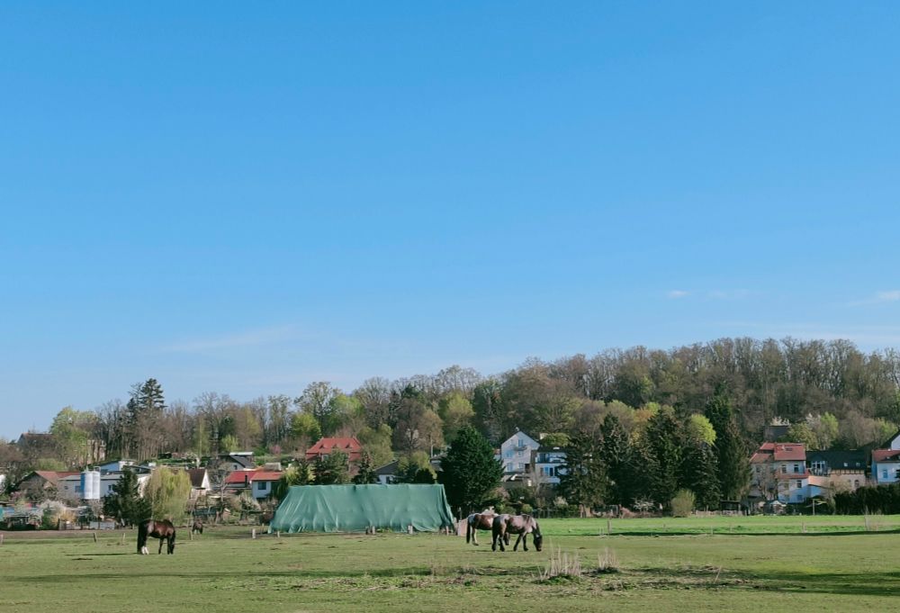Three grazing horses.