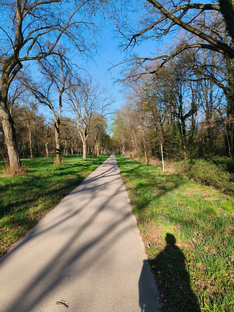 Cycling path "Lindenallee"