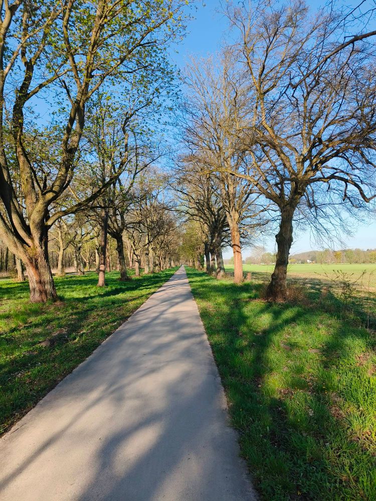 Cycling path "Lindenallee". Looks like the first photo except there are fewer trees on the right and more fields.