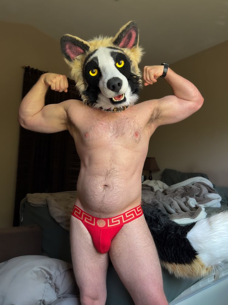 A male form flexes both arms in a bedroom, wearing a red and gold jock and a cute, panda shepherd fursuit head 