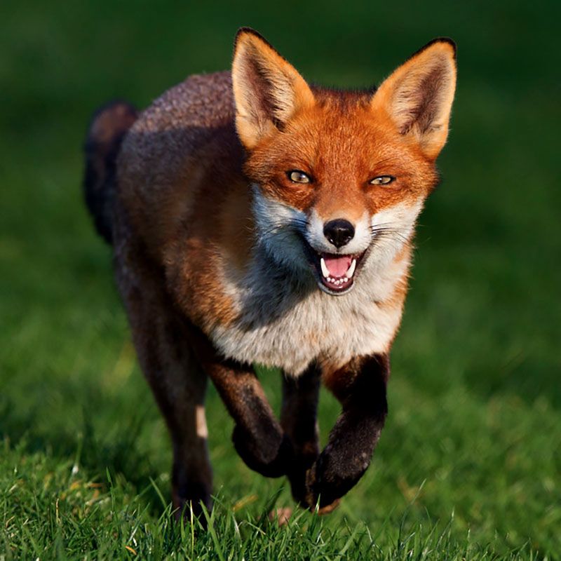 Fox on the Run