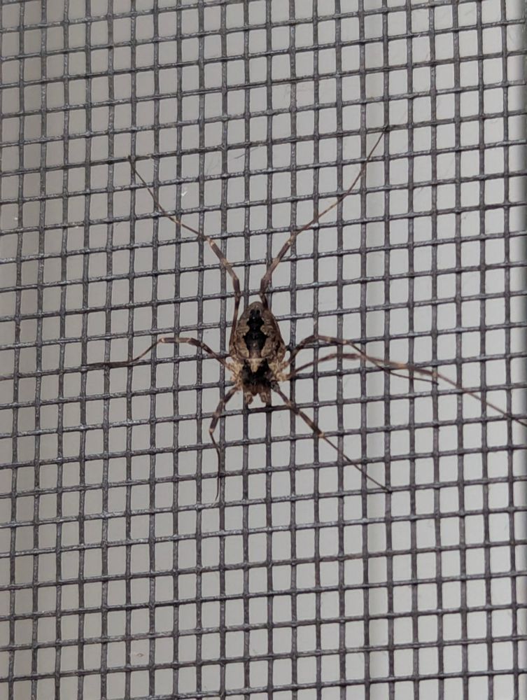 A close-up image of a harvestman on a screen door