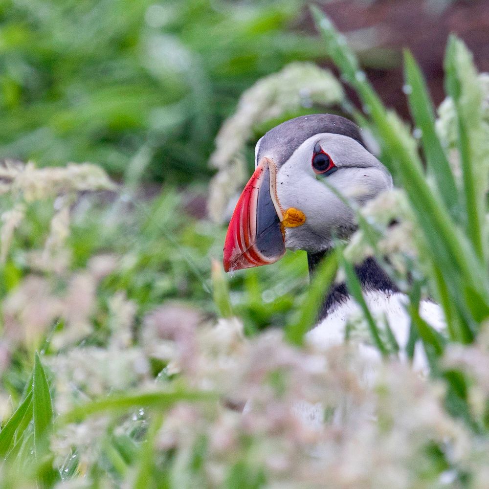 Puffin peaks out from the foliage on a rainy day on the isle of May, Scotland, 2021. 