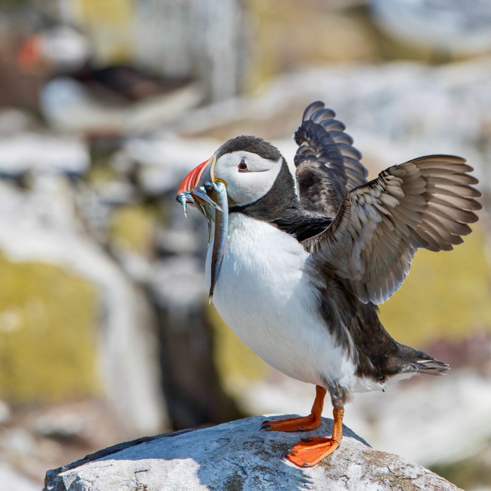 Puffin takes a break before heading to the meadow to deliver food for the chick. 

Northumberland, 2025 