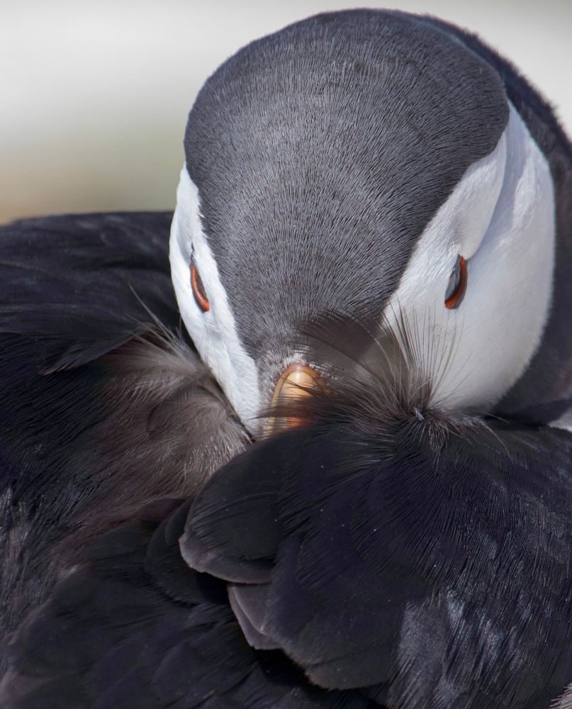 Puffin with wing across beak appears to be concealing words. 

Northumberland 2022. 