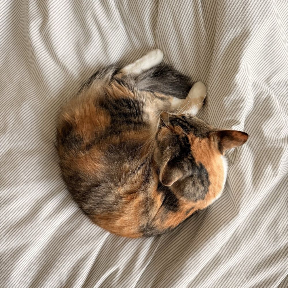 Picture of a calico cat from the top, showing her turning into a donut on a white striped bed.