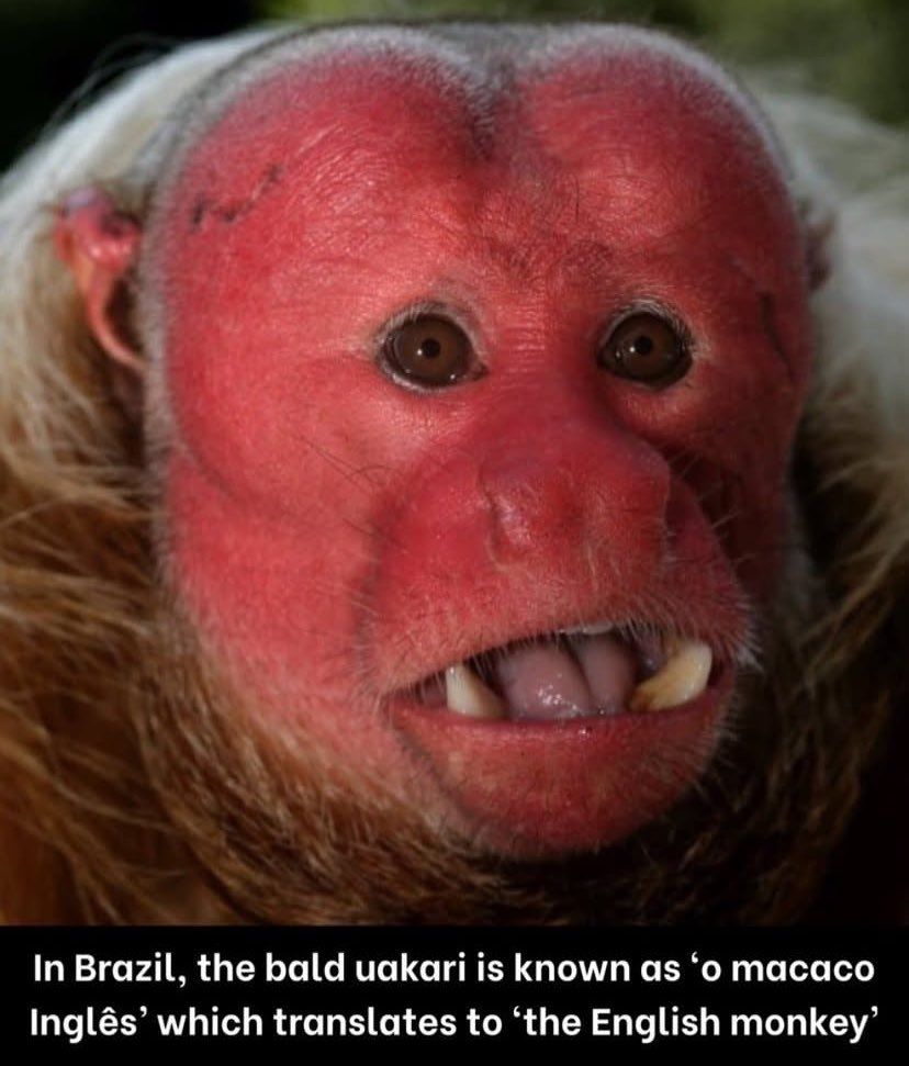 Photograph of a bald uakari monkey with a bright red face and head, light brown eyes, and a partially open mouth showing some teeth. The monkey has light brown fur around its face and neck. Text at the bottom reads, "In Brazil, the bald uakari is known as 'o macaco Inglês' which translates to 'the English monkey'".