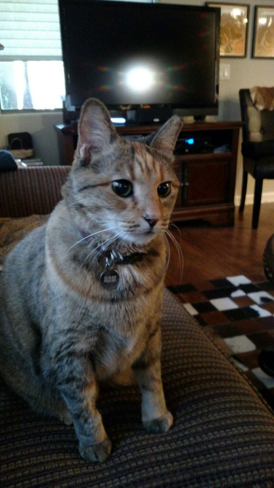 Brown tabby cat with tipped left ear