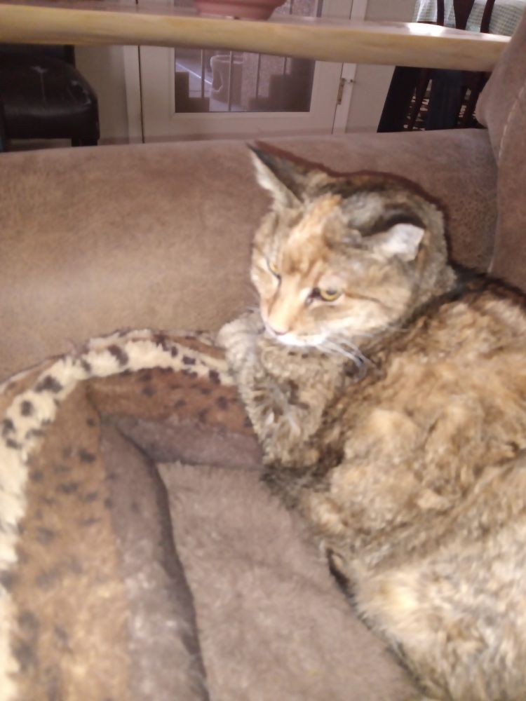 Brown tabby laying on a cat bed.