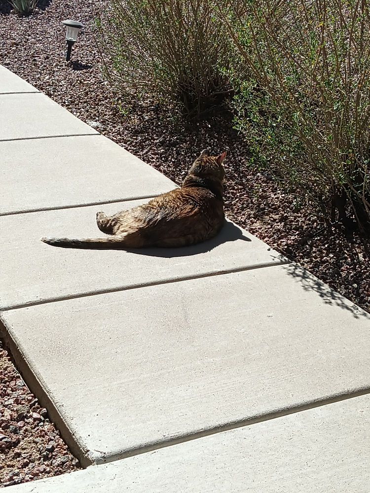 Brown tabby soaking up the AZ sun.