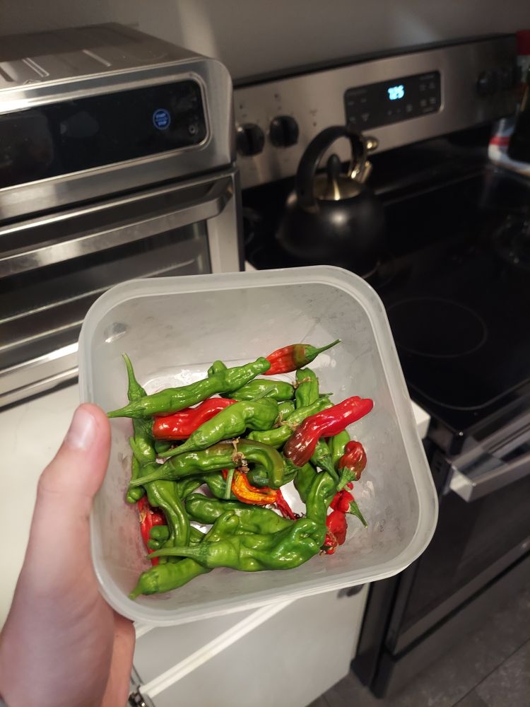Mixed shishito peppers, some green and some red, in a plastic container