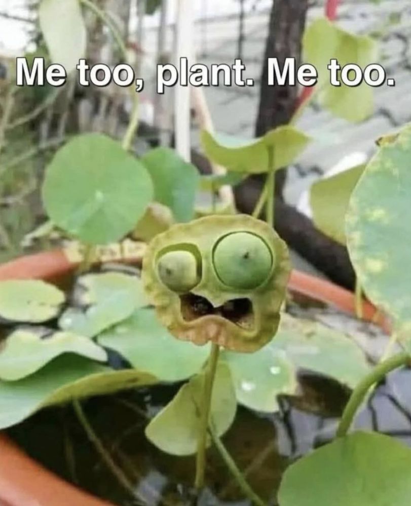 Image : photo d'une plante pouvant évoquer le visage cartoonesque d'une personne en détresse.

Texte : "Moi aussi, plante. Moi aussi."