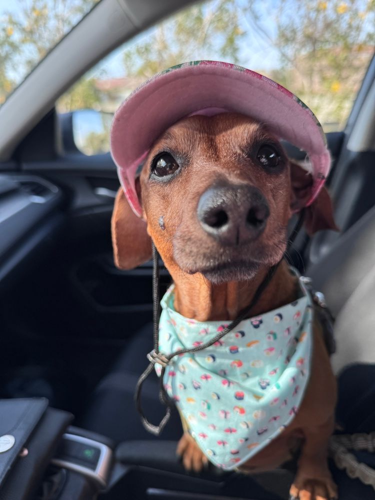 A sweet faced copper dachshund with a pale patterned handkerchief around her neck and a pink and floral print cap standing on the center console of an automobile with blue sky and trees in the distance