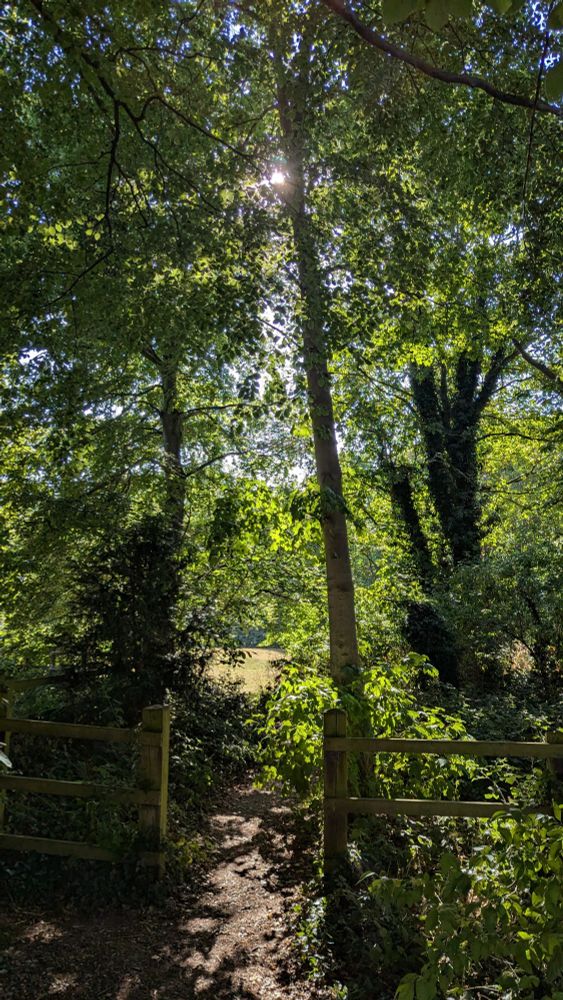 芝生の公園へ向かう緑いっぱいの小道。昼下がりの太陽と木漏れ日でキラキラの森