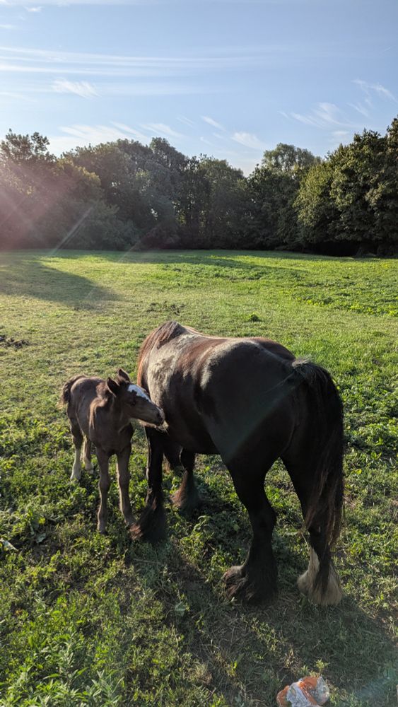 草原で寄り添う馬の親子