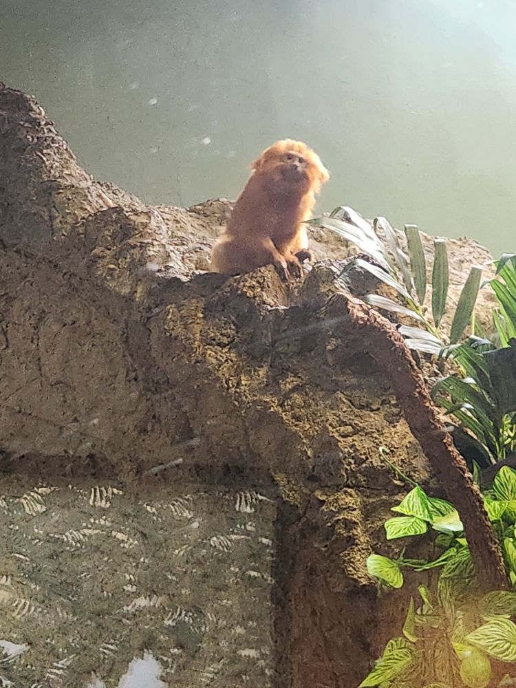 A golden lion Tamarin at the national zoo.