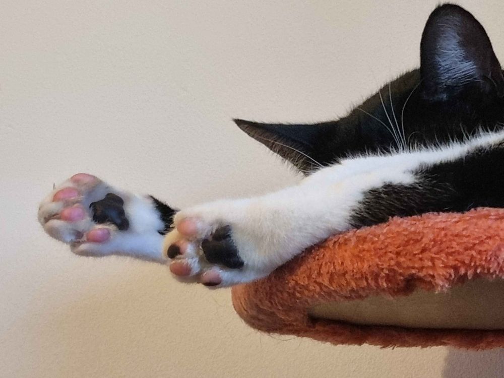 Zuko the cat, hiding their face with two legs, showing off little pink toe beans.