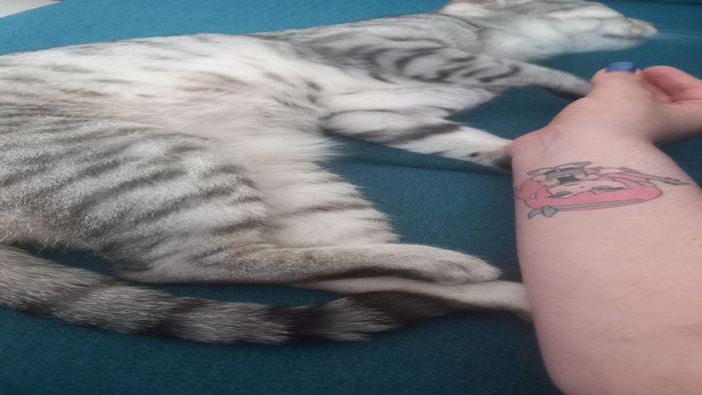 Le tatouage Aubrey sur mon bras feat mon chat pensif