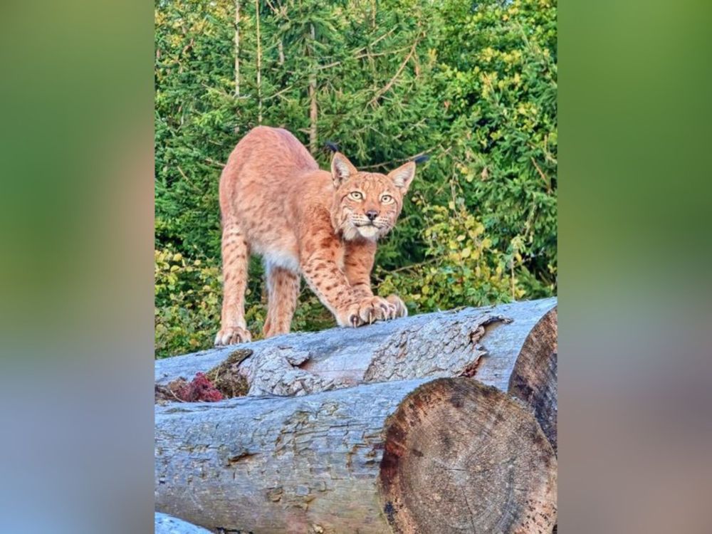 Hirsche gesucht, Luchs gefunden: Tierische Begegnung im Harz entzückt Fotografen