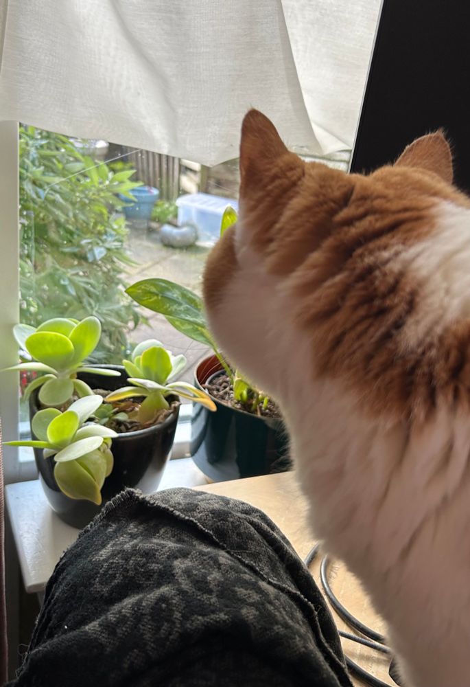 Joris zit op tafel en kijkt aandachtig naar buiten. 