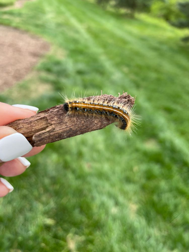 Black girl with white nail polish holding a piece of bark with a caterpillar on it. 