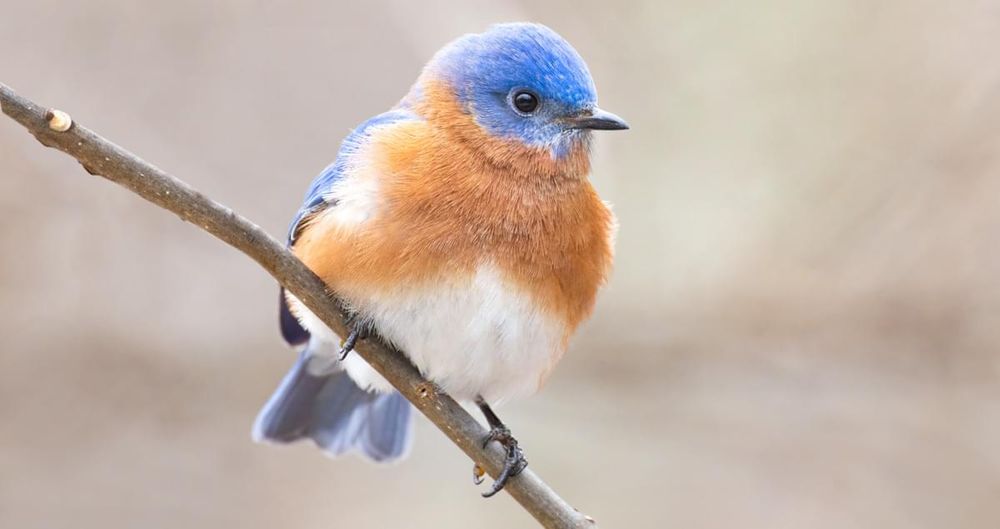 Cute ass blue bird with fluffy orange neck feathers 