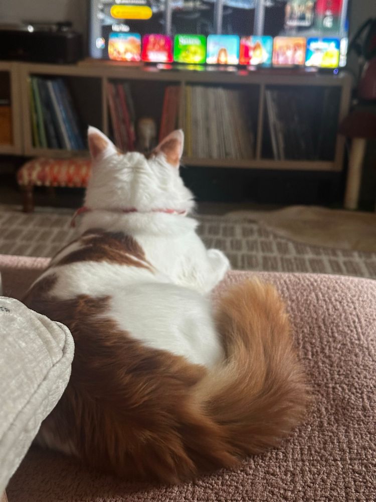 Esteban sitting on an ottoman watching HP with his Pawntie