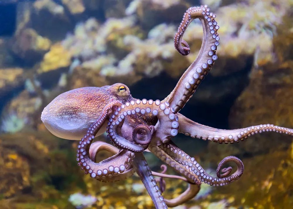 Picture of the common octopus (Octopus vulgaris) swimming. Its tentacles are spread and their chromatophores make their skin red, orange, and violet hues