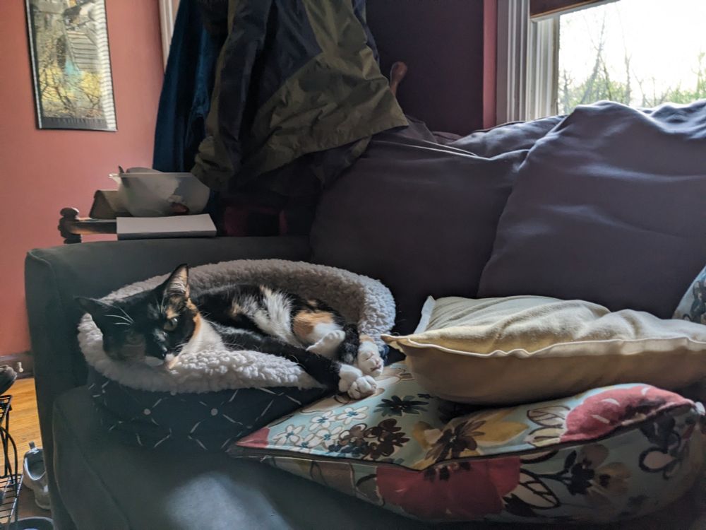 A cat with black, white, and orange markings lounges imperiously in a cat bed lit coolly by a nearby open window.