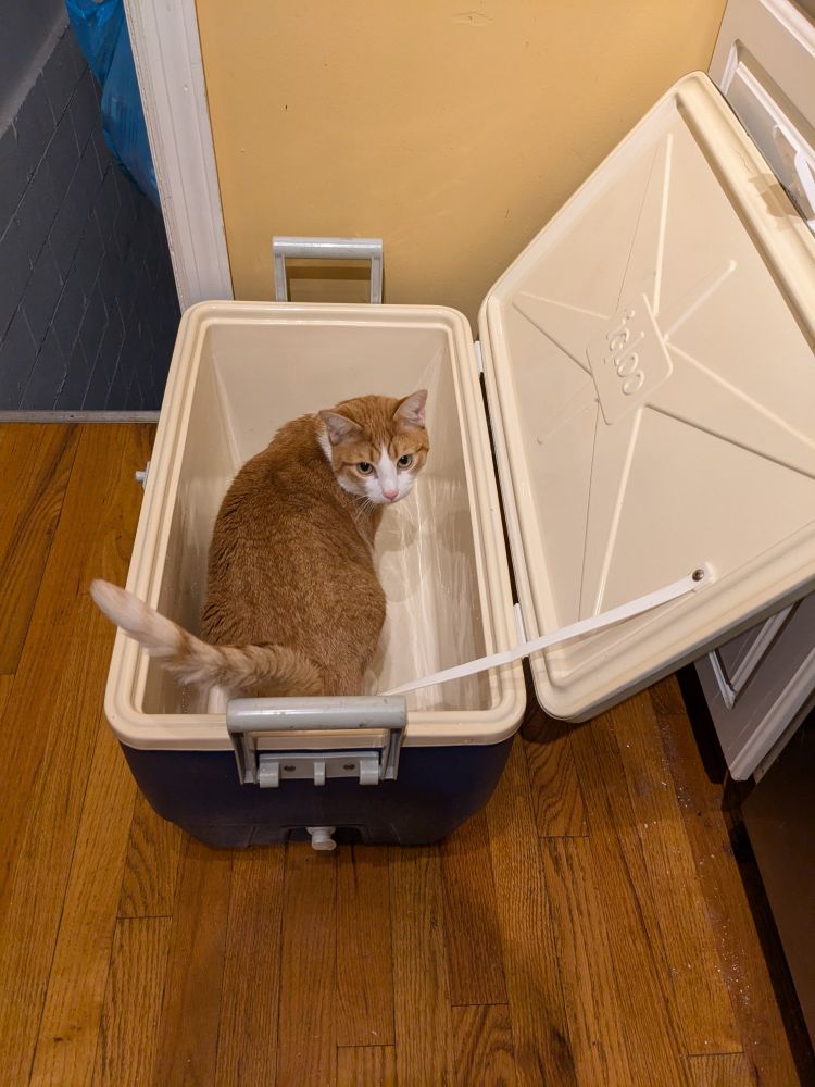 An orange cat with white markings is standing in an empty cooler, looking back at the camera as though confused why this is photo-worthy.
