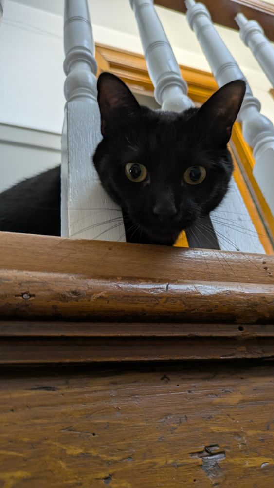 Black cat sticking her head through railing