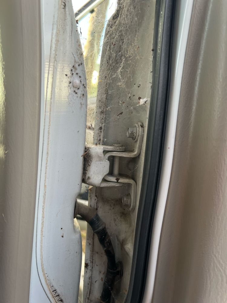 Back door of the passenger side covered in spider webs and hundreds of baby spiders.