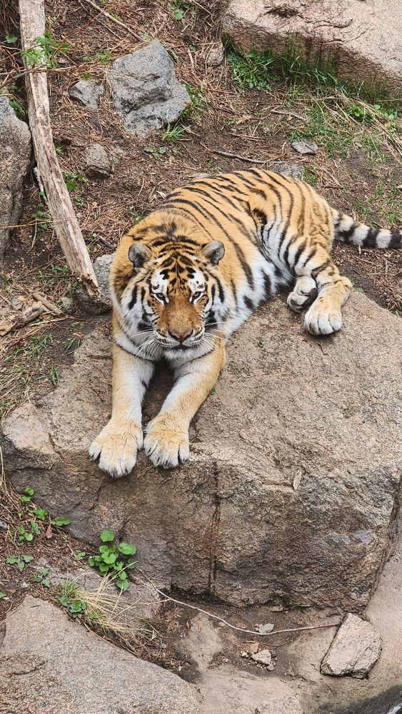 Amur tiger laying on a rock 