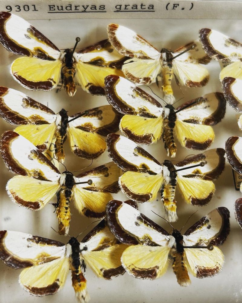 Wood nymph moths, genus Eudryas