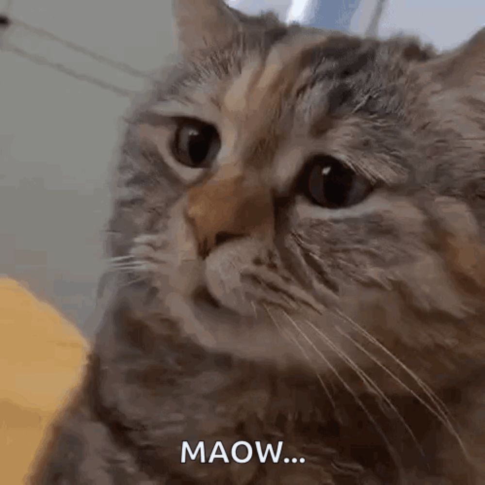 Sad Sad Cat GIF