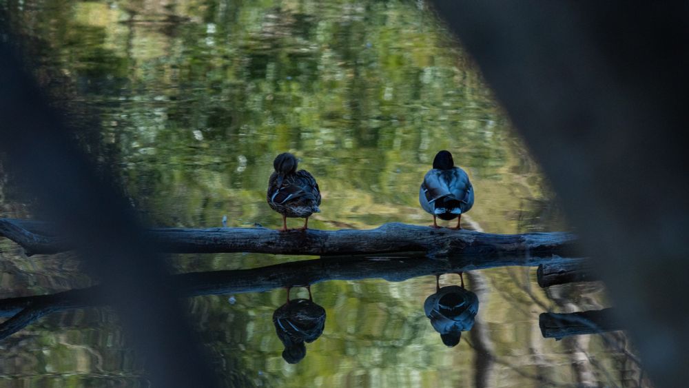 水辺に浮かぶ細めの丸太に留まるマガモ2羽。
後ろ姿でほどよい距離感で佇んでいます。
パートナーかな。