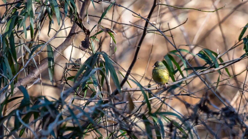 枝に留まるアオジ。関東南部では冬鳥。季節限定抹茶チョコです。