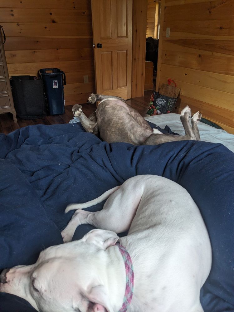 Two dogs sleeping on a blue comforter atop a large bed. The dog in the foreground is white with a pink collar, and half curled up (his name is Oscar). The dog in the background is a gray brindle, laying on his back with paws in the air (his name is Finn).