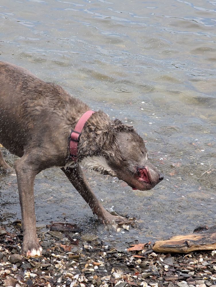 Gray brindle pit bull shaking off while still standing in the rocky shallows of a lake. The focus is on his flying floopy lips as he shakes.