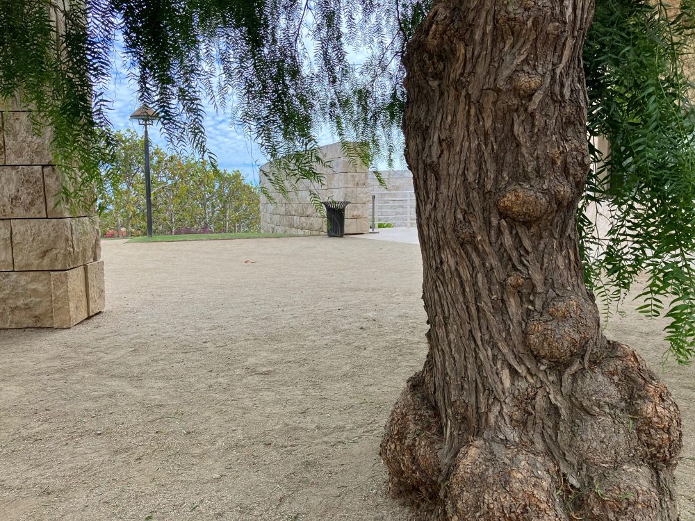 Gnarly tree trunk with sandy ground and limestone walls in mid and background
