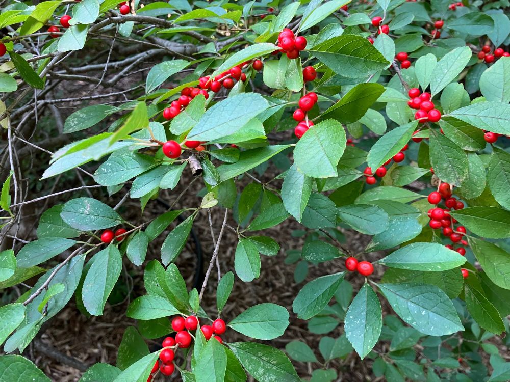 Red berries and green leaves on gray stems