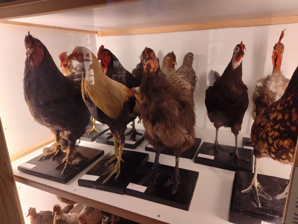 Taxidermied large chicken breeds displayed packed together in a temporary box in a museum