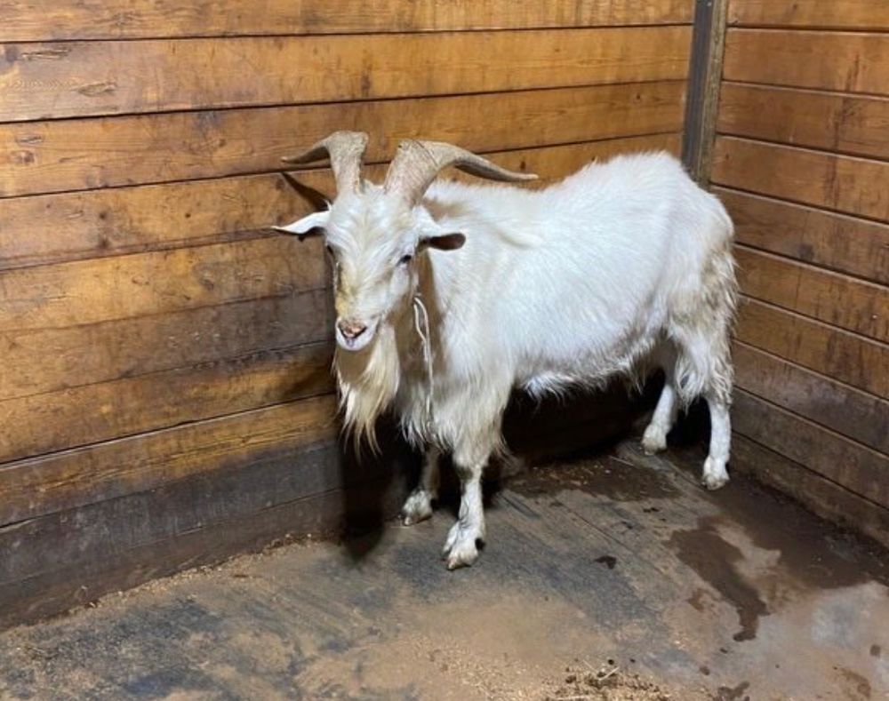 Is this your goat? Vancouver police capture escaped barnyard animal