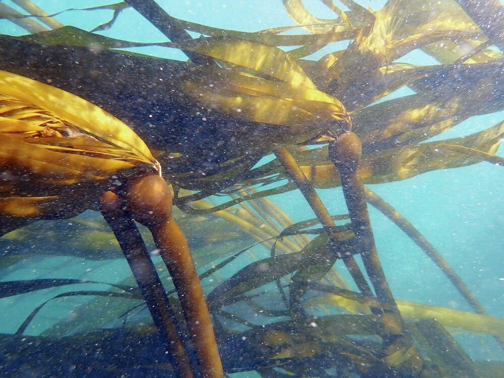 Resilient kelp could aid restoration efforts, scientists find