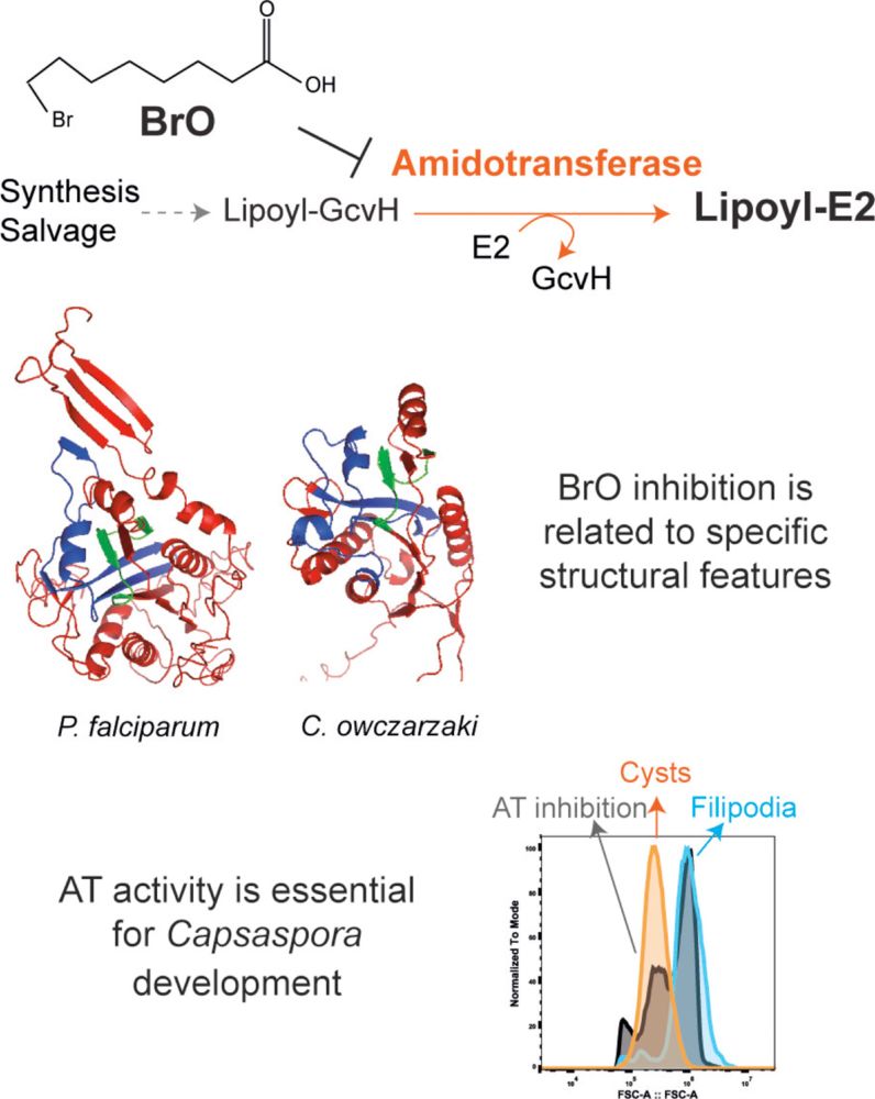 graphical abstract showing role of amidotransferase and inhibition by BrO.