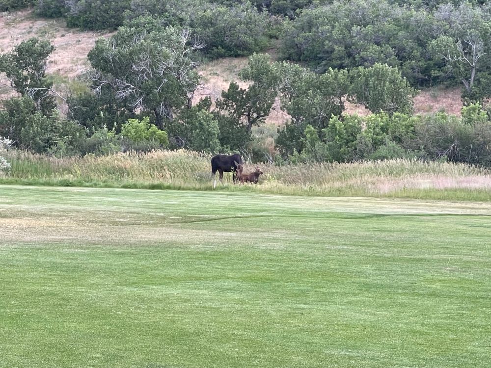Another view of momma moose and calf