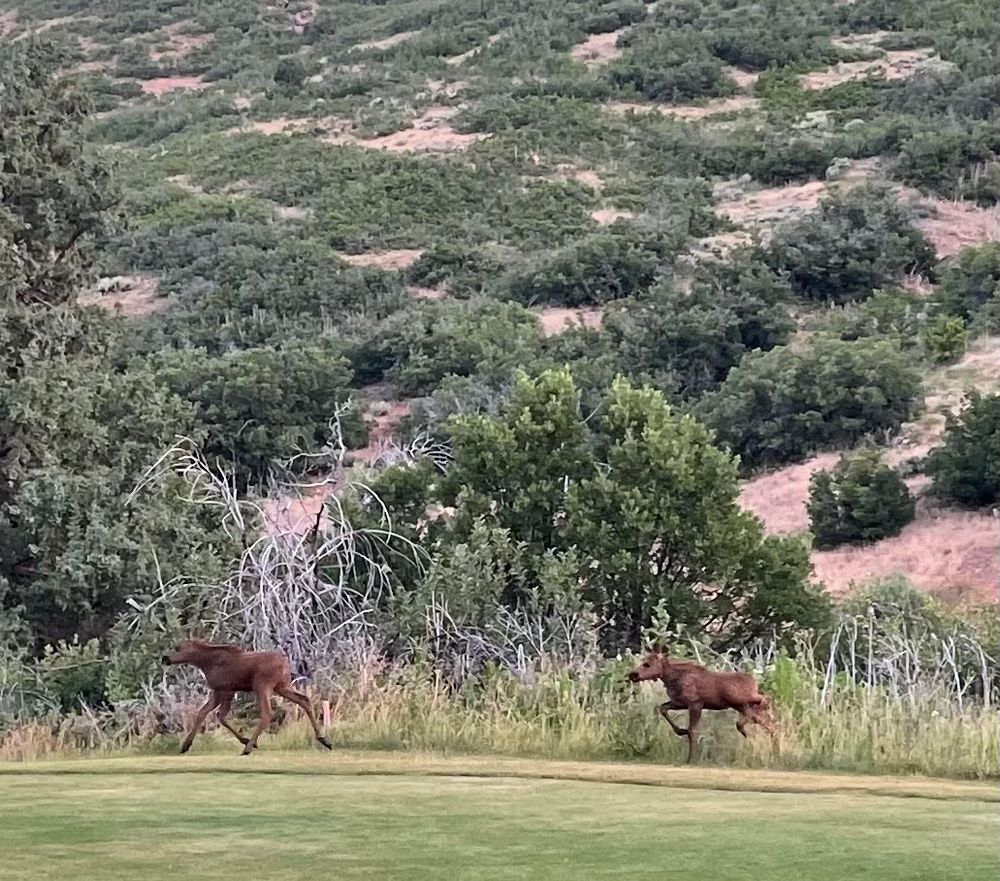 The two twins…running to catch up to momma moose