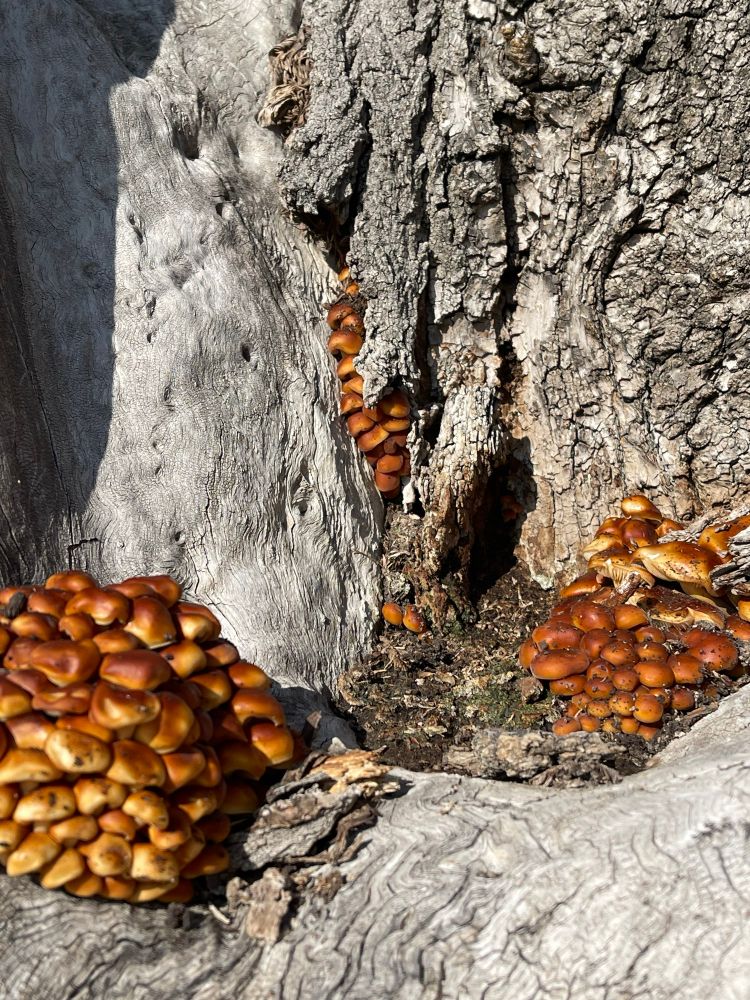 Closeup of fungi growing in the crotch of a dead tree