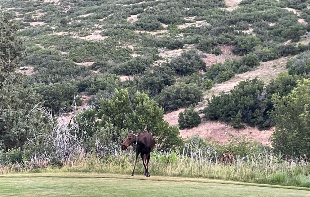 A mother moose in the Wasatch Mountains with her two little ones looking on from the native area.